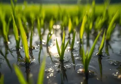 Vibrant Paddy Field: Macro Glimpse of Fresh Growth in Bali