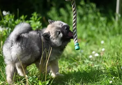 Adorable Eurasier Puppy Playfully Tug-of-War Outdoors