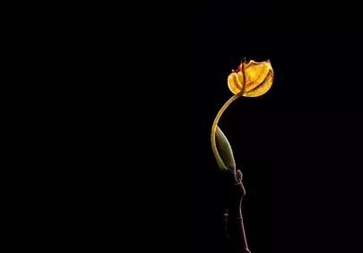 Mystic Golden Bud: Nature's Ethereal Silhouette on Black