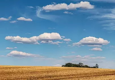Golden Harvest Field Under a Vivid Blue Sky