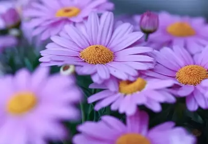 Vibrant Purple Daisies: A Macro Shot of Spring's Beauty