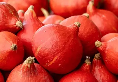 Vibrant Autumn Harvest: Organic Red Kuri Pumpkins
