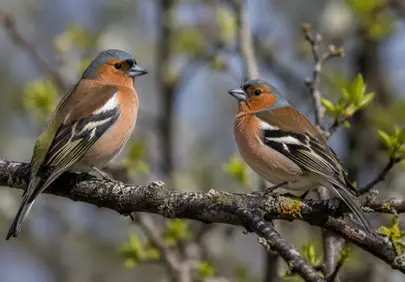 Charming Chaffinch Pair: Spring's Vibrant Melodies on a Branch