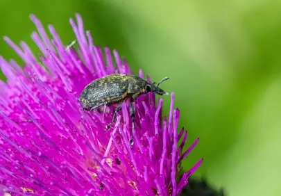 Vibrant Macro: Beetle on Blooming Purple Thistle