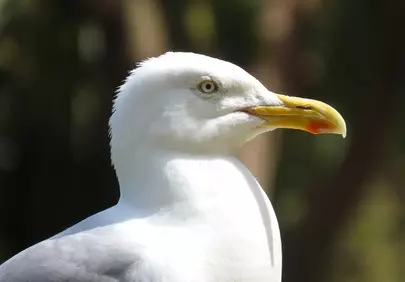 Majestic Seagull Profile: A Glimpse of Coastal Serenity