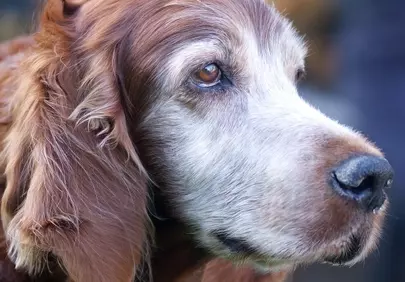 Majestic Irish Setter: A Portrait of Grace and Wisdom