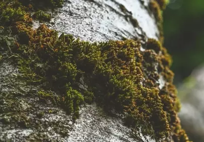 Vibrant Moss Hugs Ancient Bark: A Close-Up of Nature's Embrace
