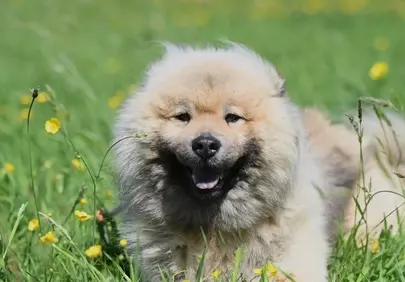 Charming Eurasier: Fluffy Companion in a Sunlit Meadow