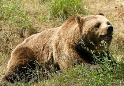 Majestic Brown Bear Resting in Sunny Summer Grassland
