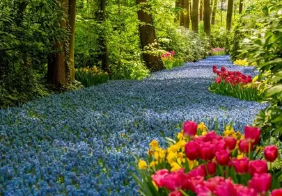 Enchanting Bluebell Path Amidst Vibrant Spring Blooms