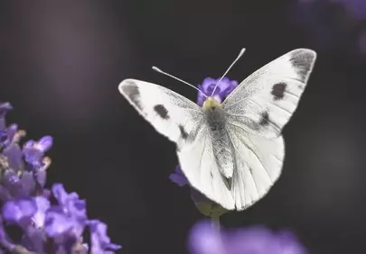 Fragile Beauty: White Butterfly on Vibrant Lavender