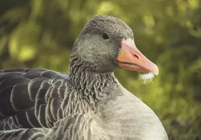 Stunning Greylag Goose: A Close-Up of Nature's Beauty