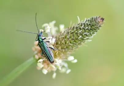 Vibrant Green Beetle on Wild Nettle Flower in Macro Detail
