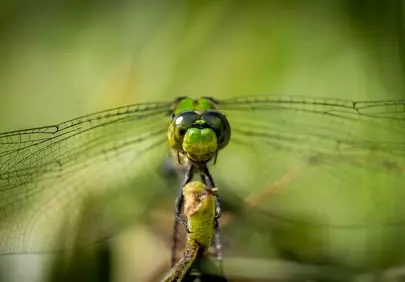 Stunning Macro: Dragonfly's Mesmerizing Eyes and Delicate Wings