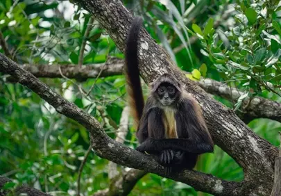 Enchanting Jungle Gaze: Spider Monkey in Lush Green Canopy