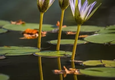 Serene Water Lilies: Nature's Tranquil Reflection
