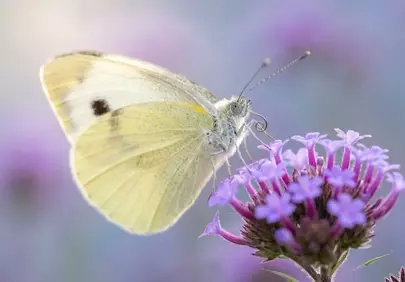 Delicate White Butterfly Perched on Vibrant Purple Flowers in Spring Garden