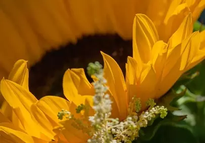 Vibrant Sunflower Close-up: Nature's Golden Embrace