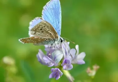 Vibrant Common Blue Butterfly on Delicate Alfalfa Bloom
