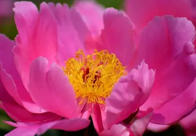 Vibrant Pink Peony: A Stunning Floral Close-Up