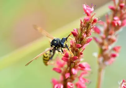 Vivid Macro: Wasp on Red Flower Blossom