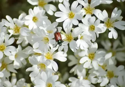 Vibrant Beetle Adorns White Spring Flowers