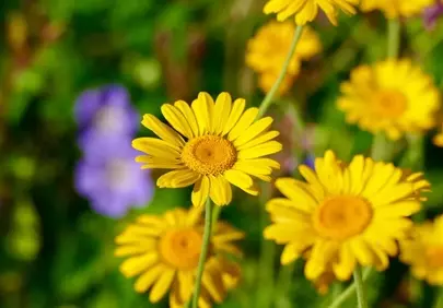 Vibrant Golden Chamomile: A Summer Daisy Delight