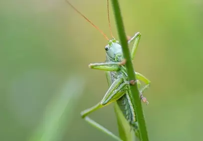 Vibrant Green Grasshopper: Macro Nature's Hidden Beauty on a Stem