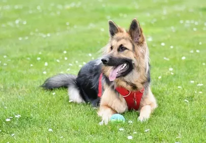 Majestic German Shepherd Relaxing on Lush Spring Grass