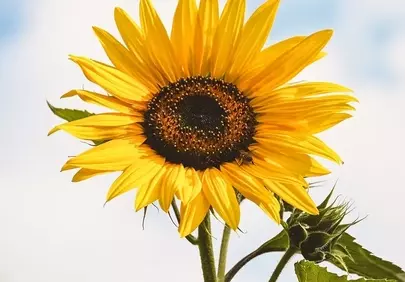 Vibrant Sunflower Serenity: Golden Beauty Under a Heavenly Blue Sky