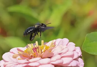 Vibrant Zinnia Bloom: Carpenter Bee's Nectar Quest in HD