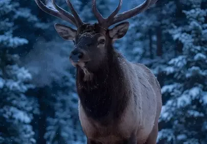 Majestic Winter Elk: Serene Twilight Wilderness