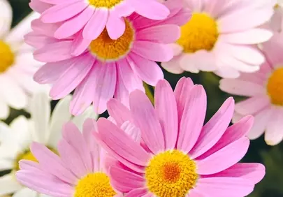 Vibrant Pink Daisies: A Symphony of Summer Blooms