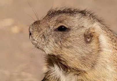 Captivating Prairie Dog Portrait: Nature's Golden Gaze