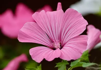 Vibrant Pink Lavatera Bloom: A Macro Masterpiece