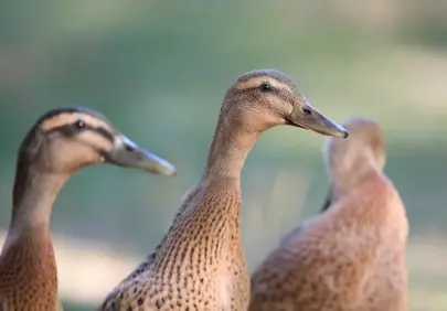 Graceful Trio: Captivating Indian Runner Ducks in Nature's Embrace