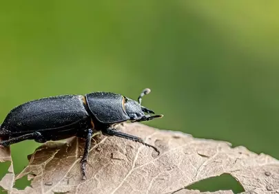 Intricate Macro: Stag Beetle on a Fading Leaf