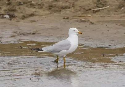 Graceful Ring-billed Gull: Beachfront Wildlife Encounter
