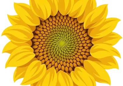 Radiant Sunflower: A Symphony of Golden Petals