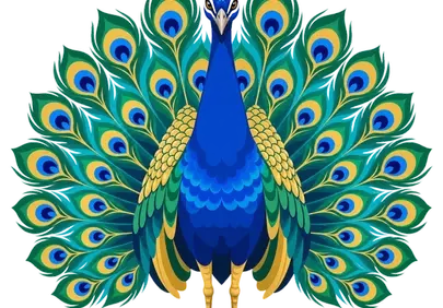 Majestic Peacock: A Symphony of Vibrant Plumage
