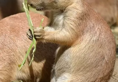 Charming Prairie Dog Munching on Grass in Sunlight