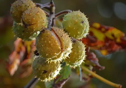 Spiky Autumn Chestnuts: Nature's Golden Harvest Revealed