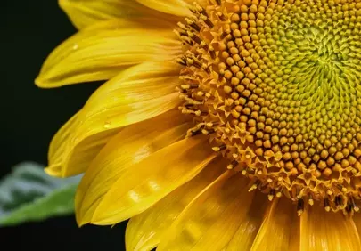 Vibrant Sunflower Close-Up: Nature's Golden Embrace