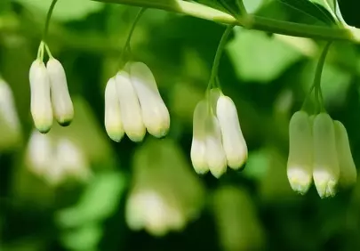 Enchanting Solomon's Seal: Delicate White Forest Flowers in Macro