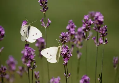 Charming Duet: White Butterflies on Vibrant Lavender Blooms