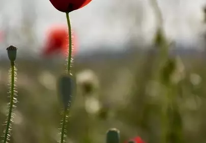 Vibrant Poppy Bloom: A Springtime Macro Delight