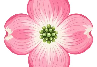 Vibrant Pink Dogwood Bloom: An Exquisite Spring Illustration