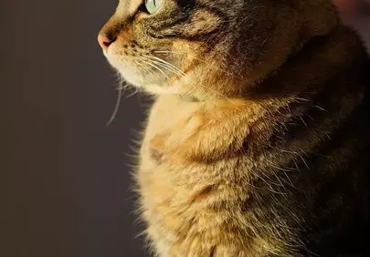 Enchanting Gaze: Tabby Cat Bathed in Golden Sunset Light