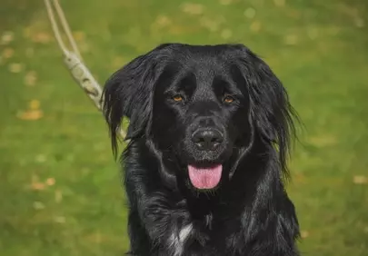 Stunning Black Dog Portrait: Attentive Eyes on a Green Background