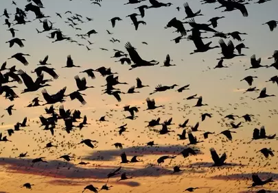 Breathtaking Nebraska Sunset Migration: Cranes in Flight